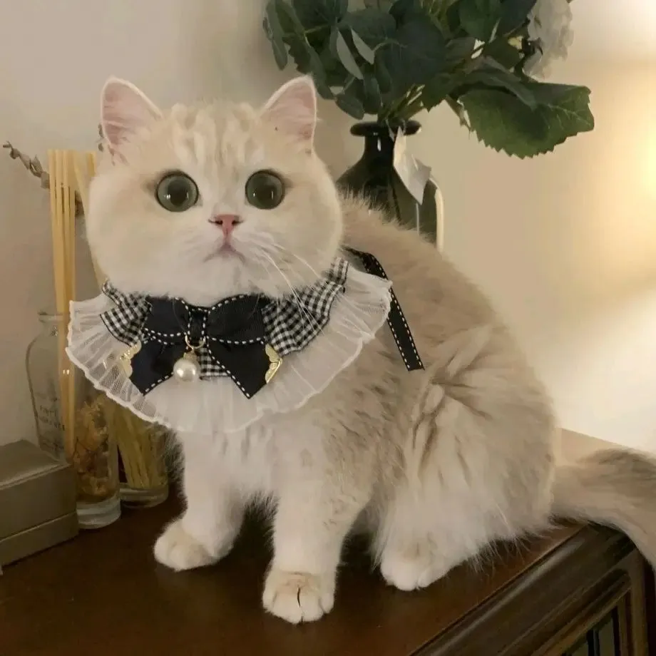 ✨ Elegant Pearl & Lace Pet Bib 🎀 Chic Ribbon Scarf for Pawsome Parties 🐾💖