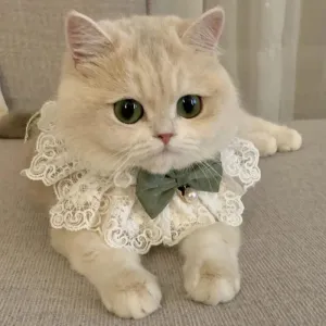 ✨ Elegant Pearl & Lace Pet Bib 🎀 Chic Ribbon Scarf for Pawsome Parties 🐾💖