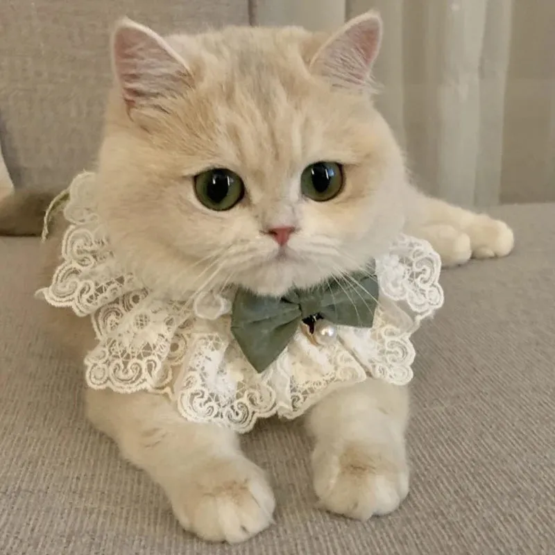 ✨ Elegant Pearl & Lace Pet Bib 🎀 Chic Ribbon Scarf for Pawsome Parties 🐾💖