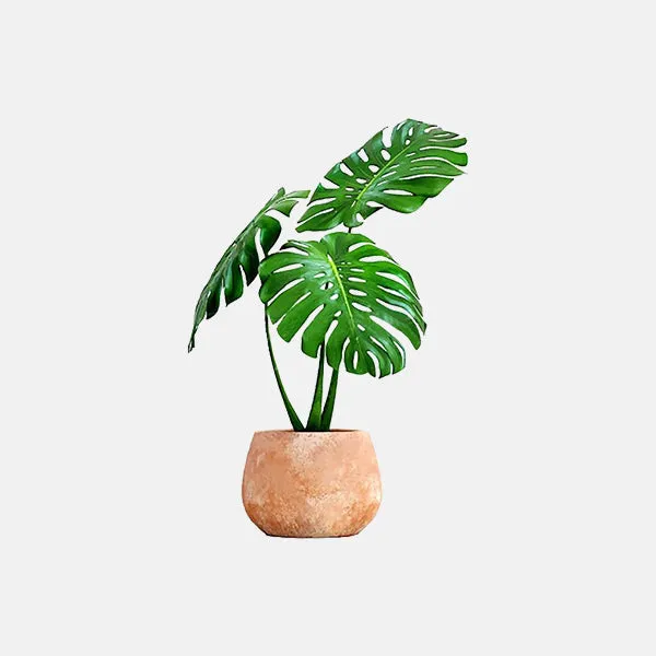 Albizia lebbeck
