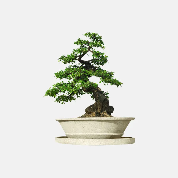 Albizia lebbeck
