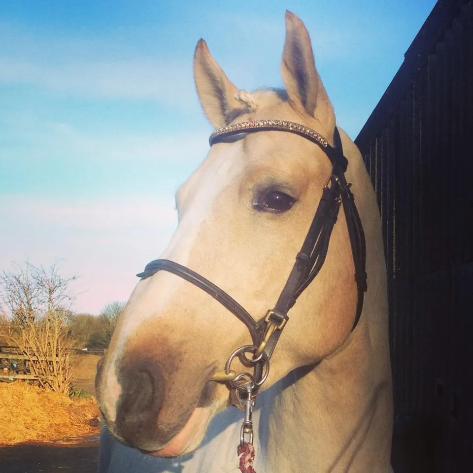 Equiture Golden Honey and light colorado browband