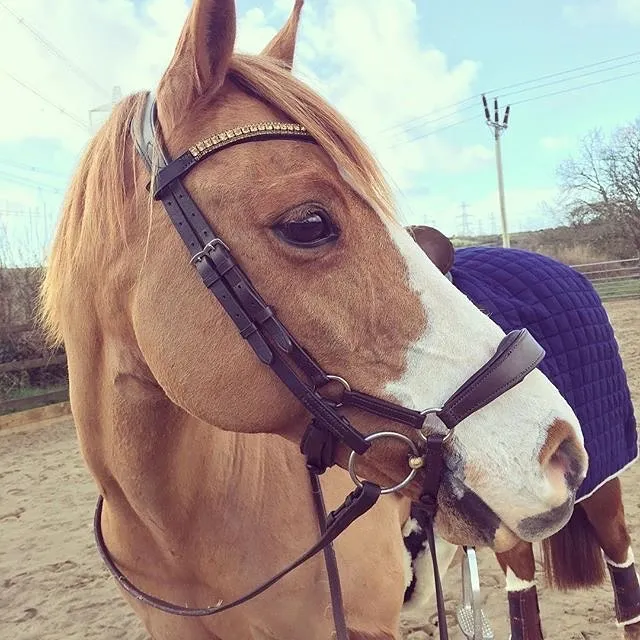 Equiture Golden Honey and light colorado browband