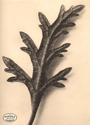 PDXC20204 -- Macro Sepia Leaf