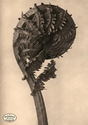 PDXC20210 -- Macro Sepia Closed Fern