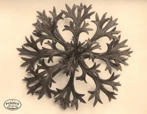 PDXC20211 -- Macro Sepia Plant