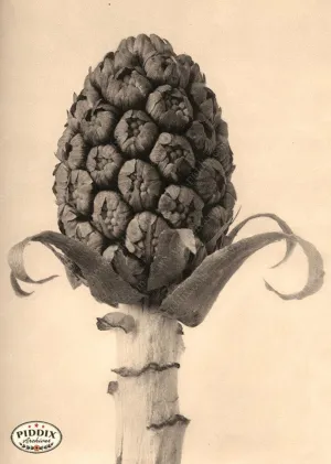 PDXC20224 -- Macro Sepia Plant