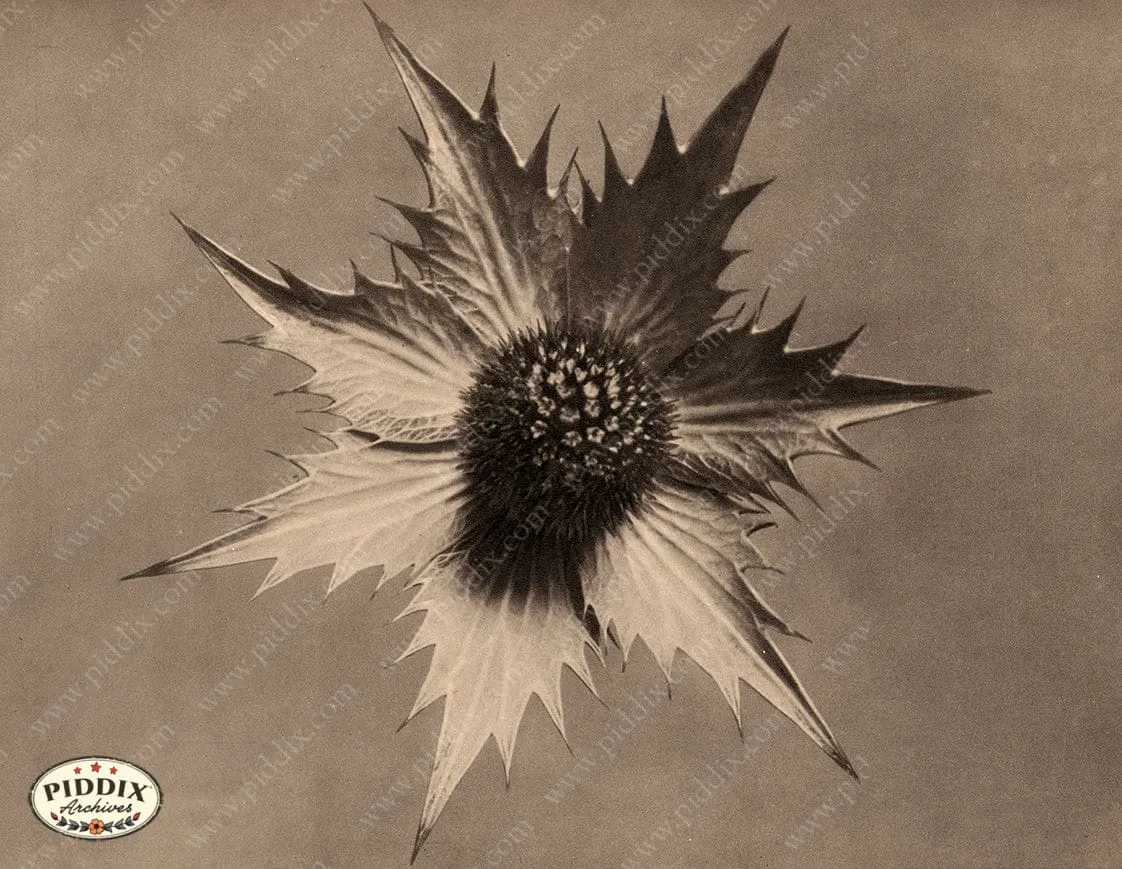PDXC20230 -- Macro Sepia Flower