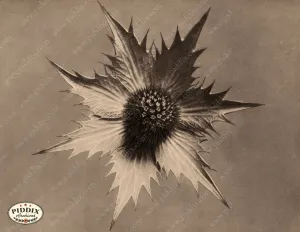 PDXC20230 -- Macro Sepia Flower