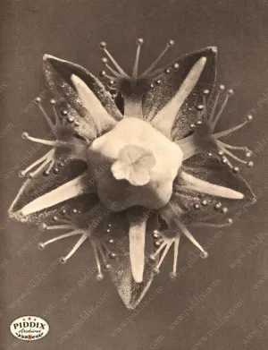 PDXC20232 -- Macro Sepia Flower