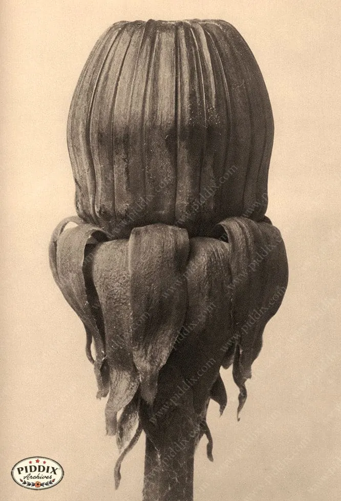 PDXC20240 -- Sepia Flower Bud