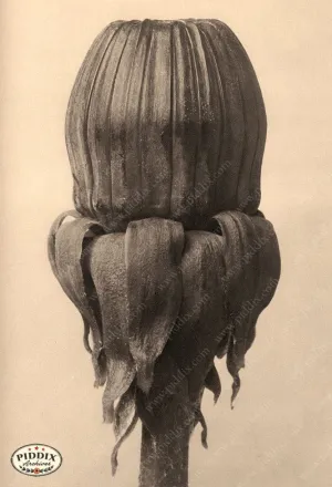 PDXC20240 -- Sepia Flower Bud