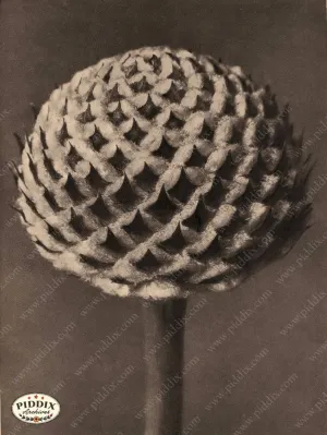 PDXC20241 -- Black and White Flower Bud