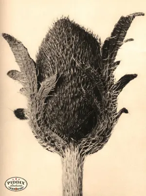 PDXC20244 -- Sepia Flower Bud