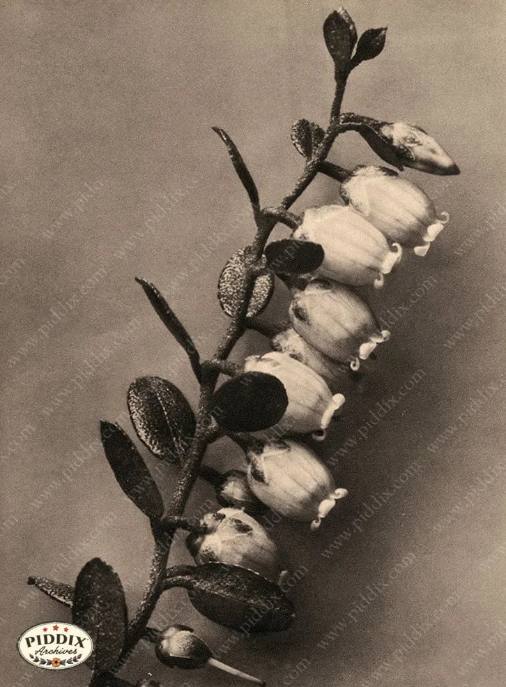 PDXC20270 -- Sepia Flower Stem