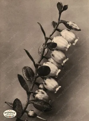 PDXC20270 -- Sepia Flower Stem