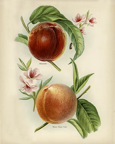 Vintage Nectarines Botanical Drawing